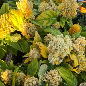 Meet your Posher, Allana